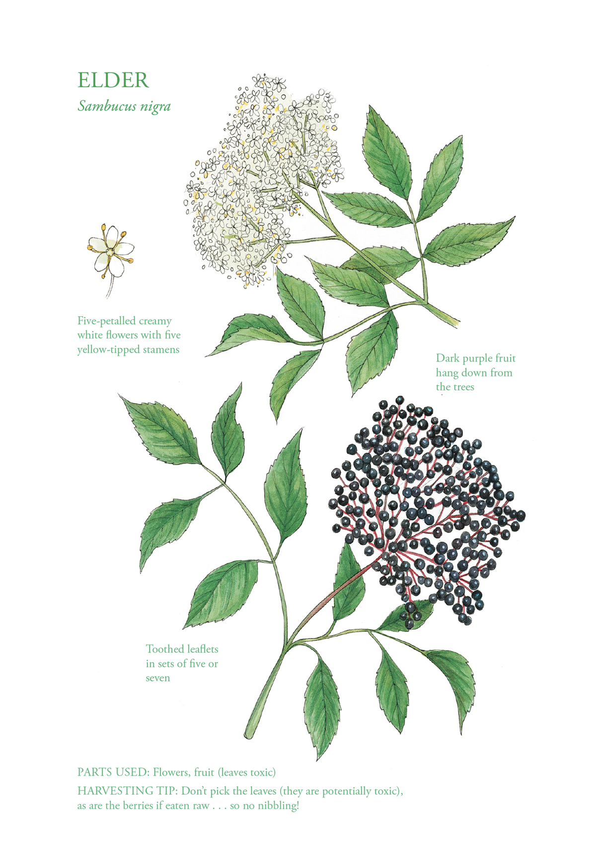 Botanical Print - Elder