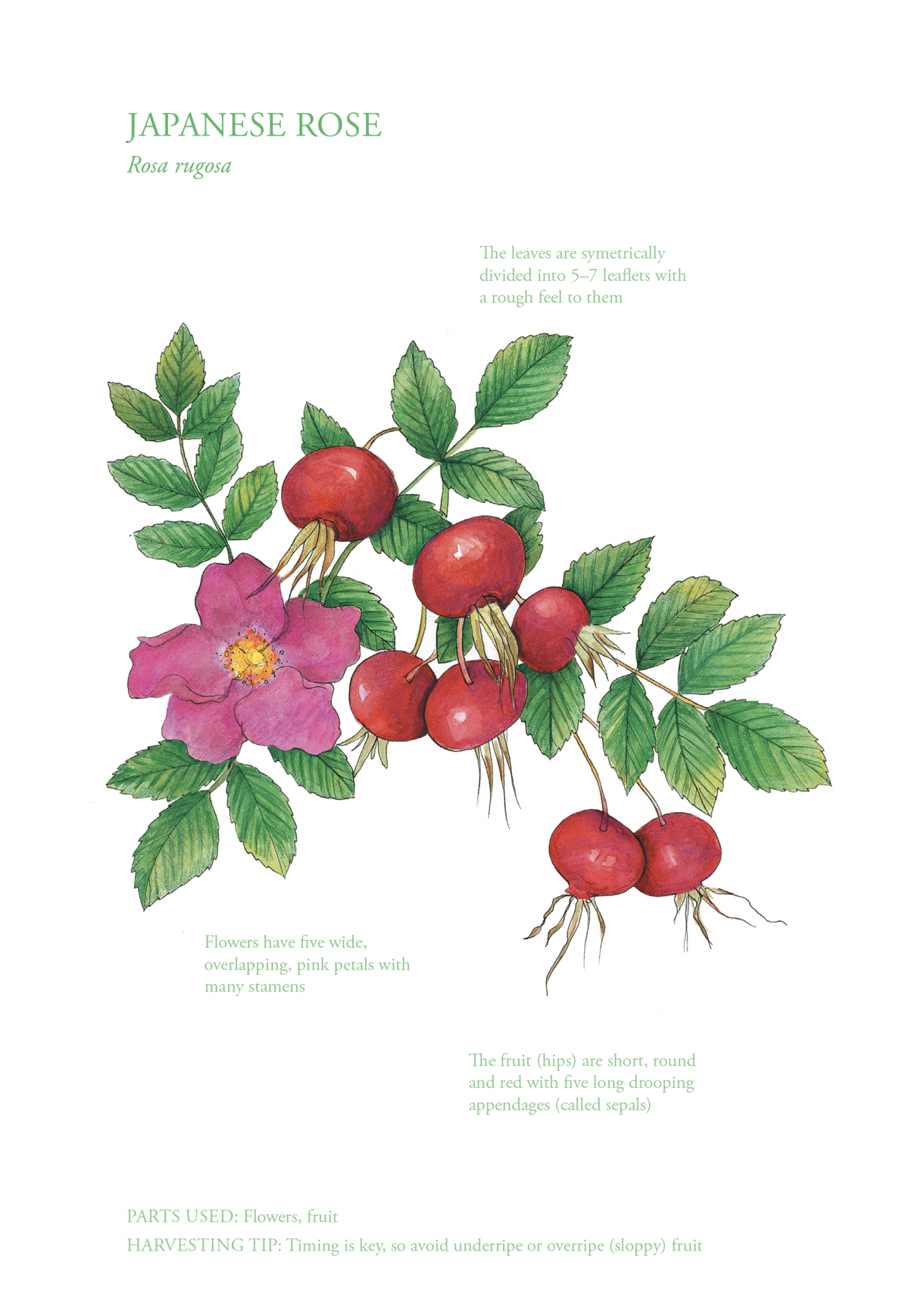 Botanical Print - Japanese Rose