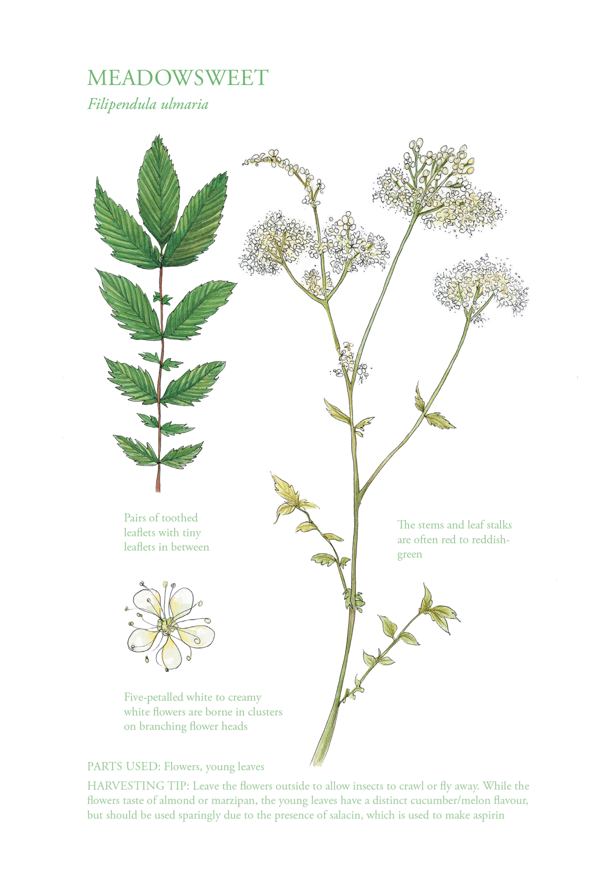 Botanical Print - Meadowsweet
