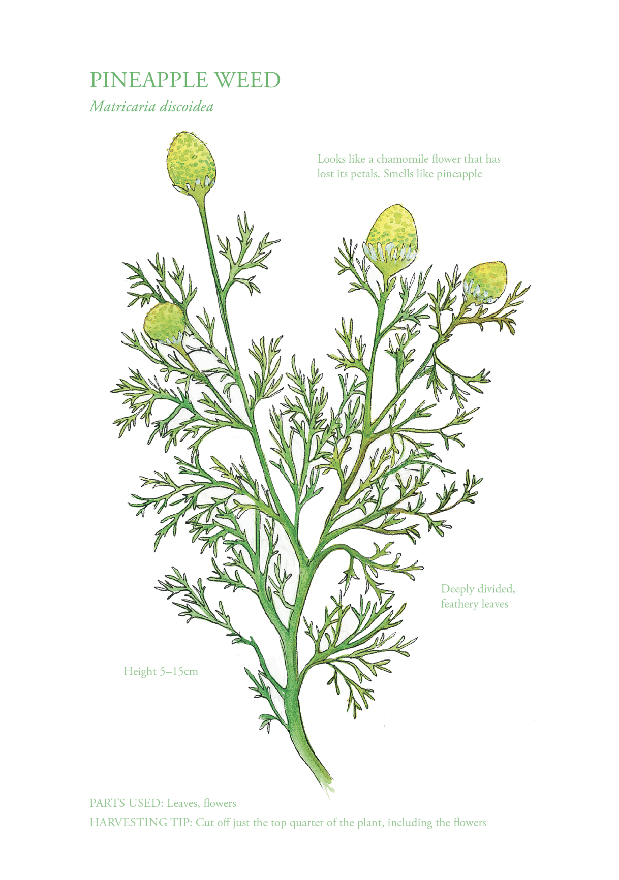 Botanical Print - Pineapple Weed