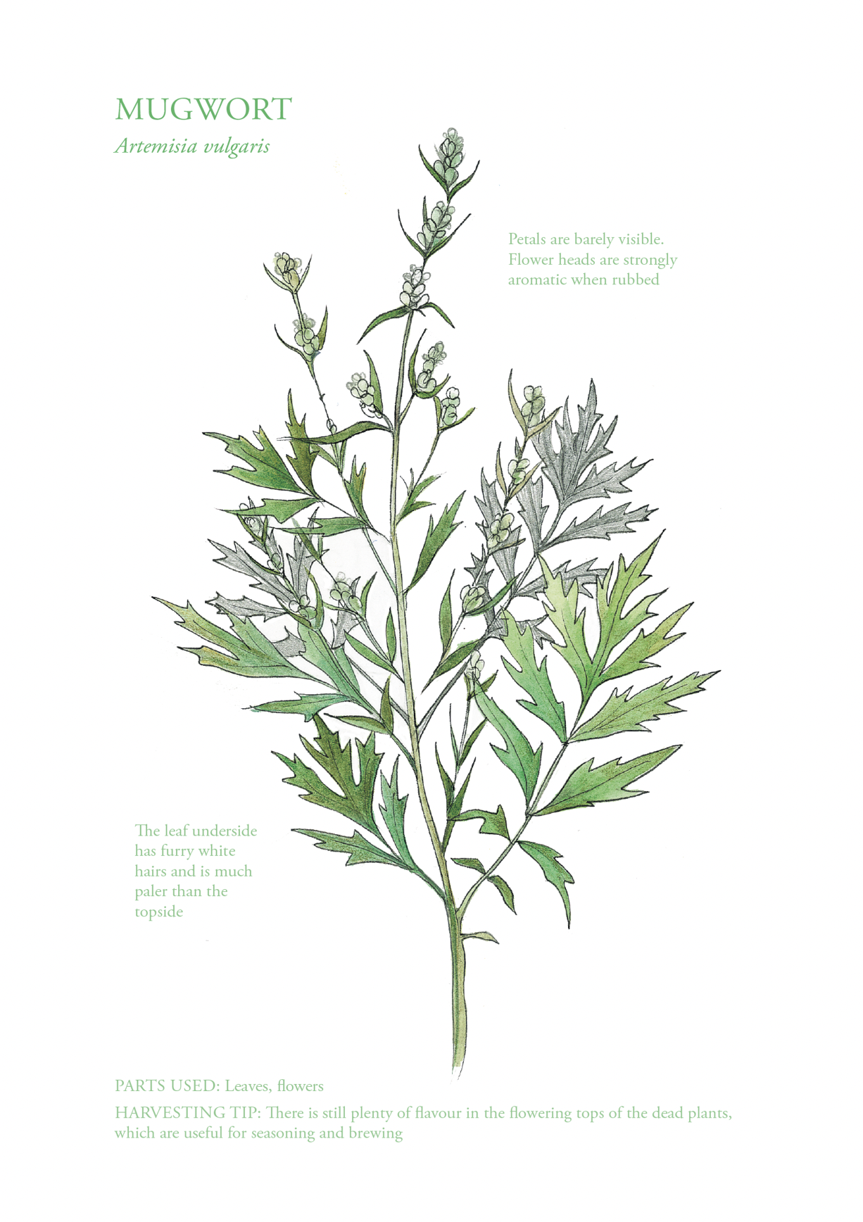 Botanical Print - Mugwort