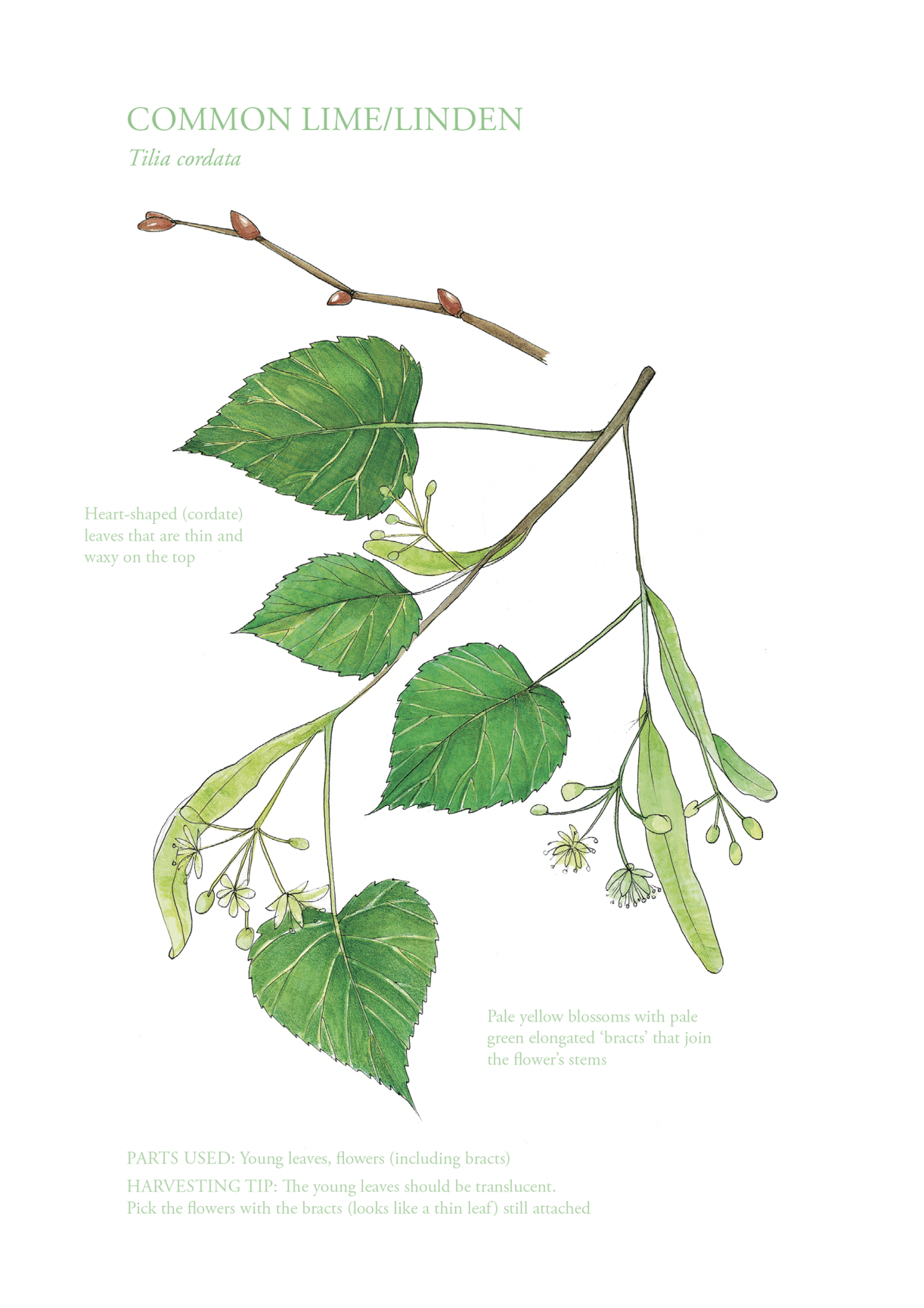 Botanical Print - Common Lime/Linden