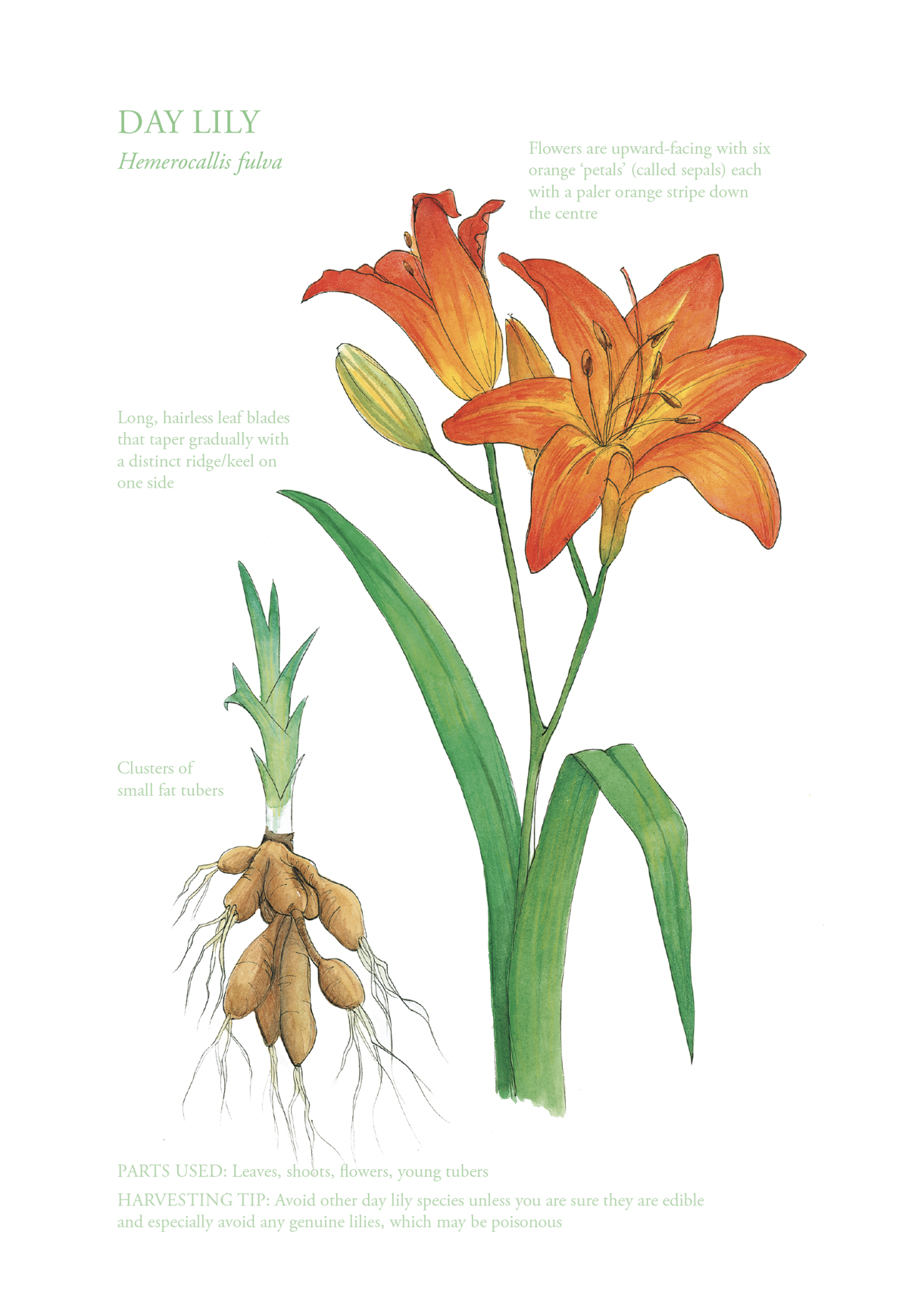 Botanical Print - Day Lily