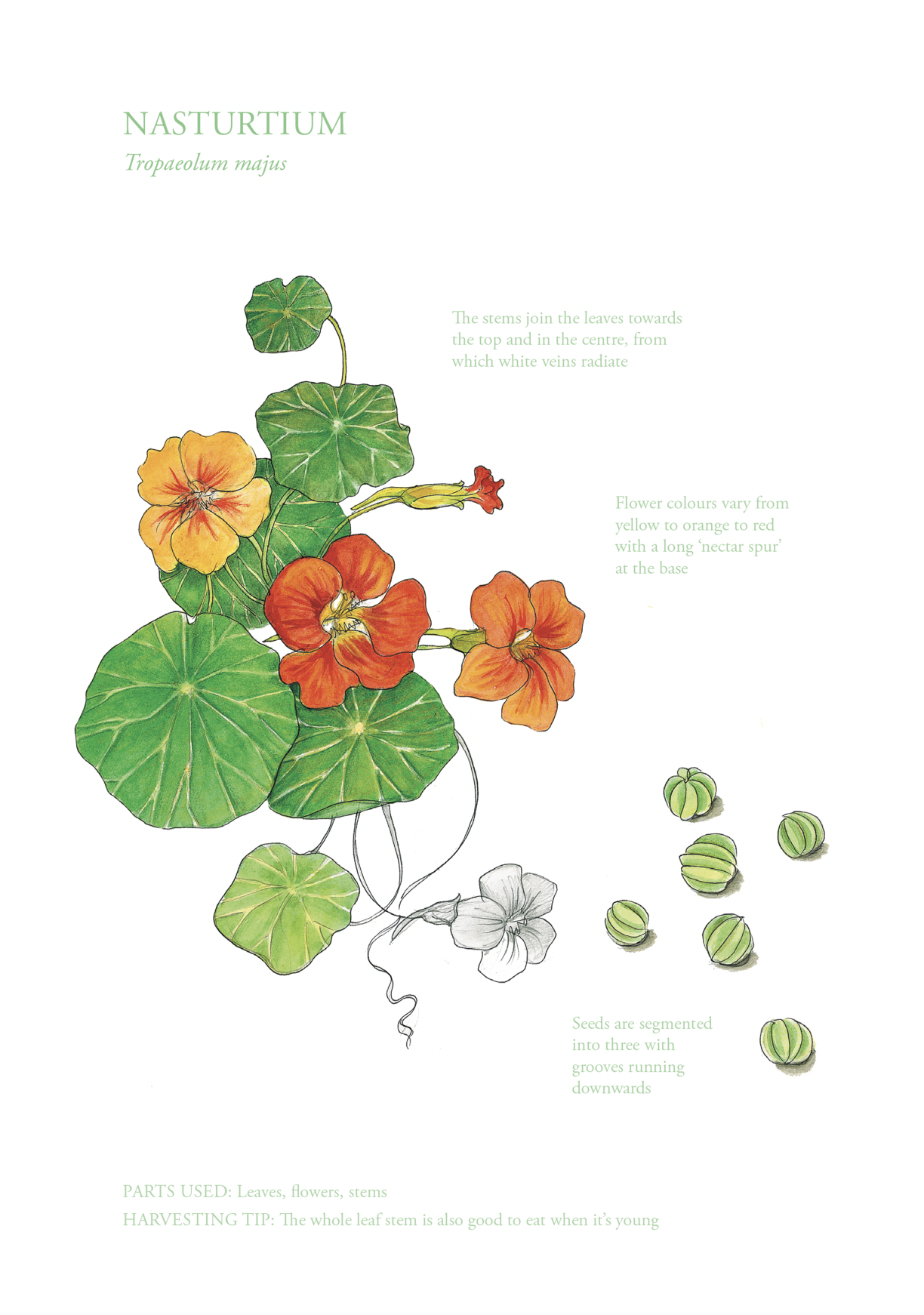 Botanical Print - Nasturtium