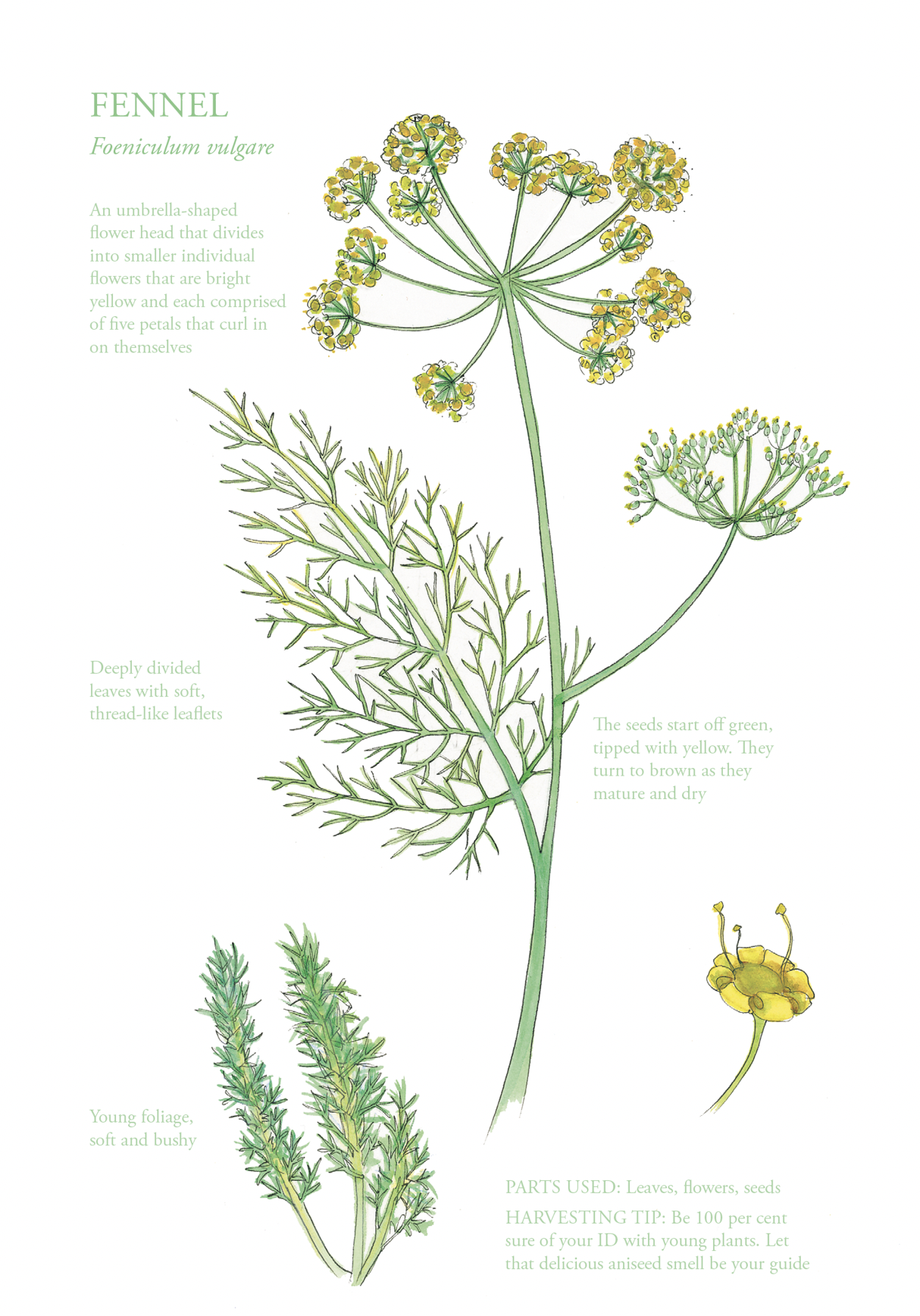 Botanical Print - Fennel