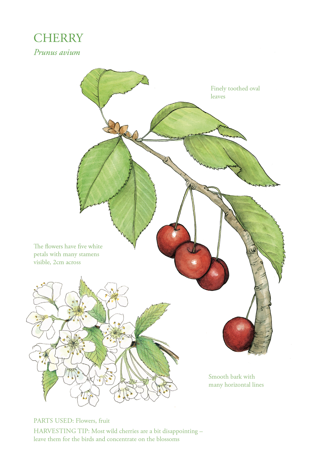 Botanical Print - Cherry