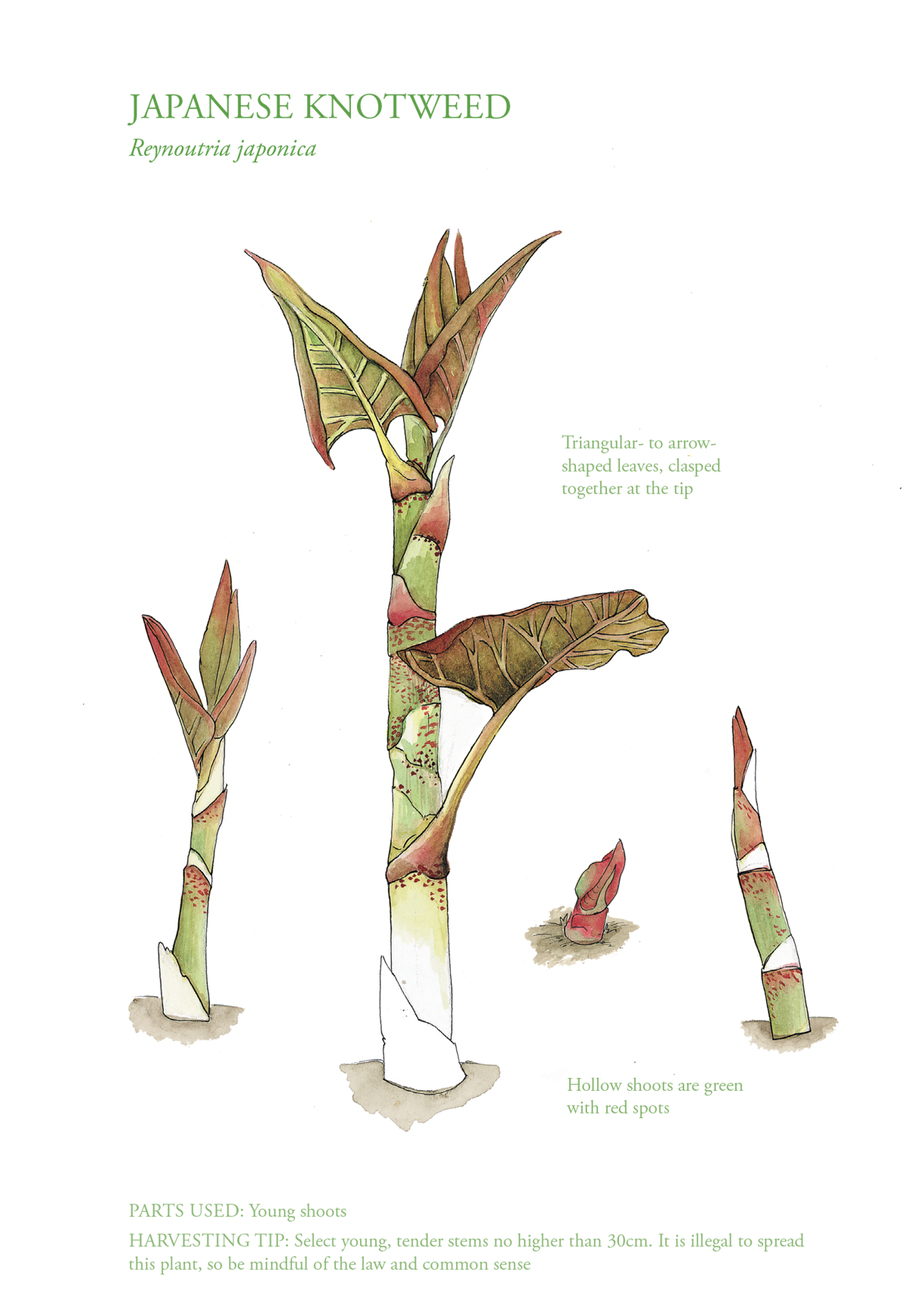 Botanical Print - Japanese Knotweed