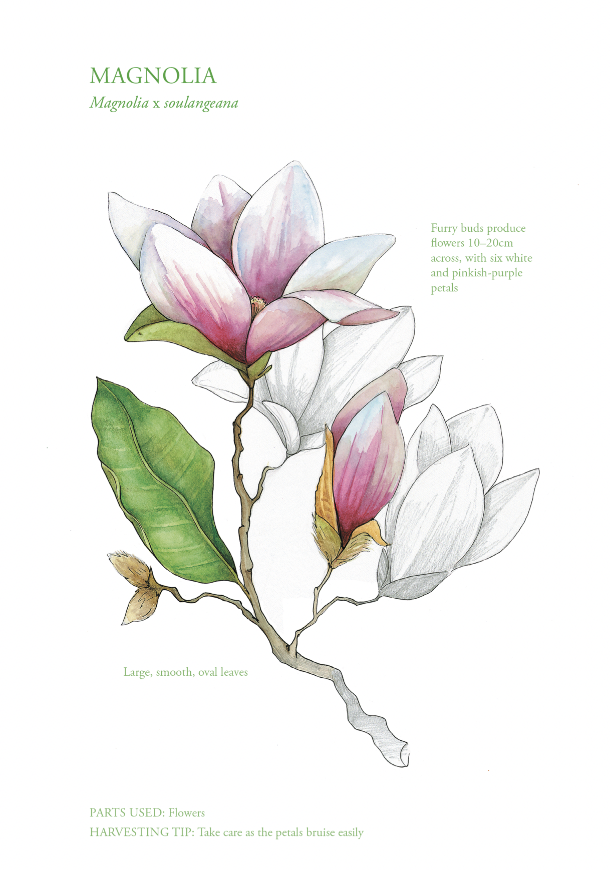 Botanical Print - Magnolia