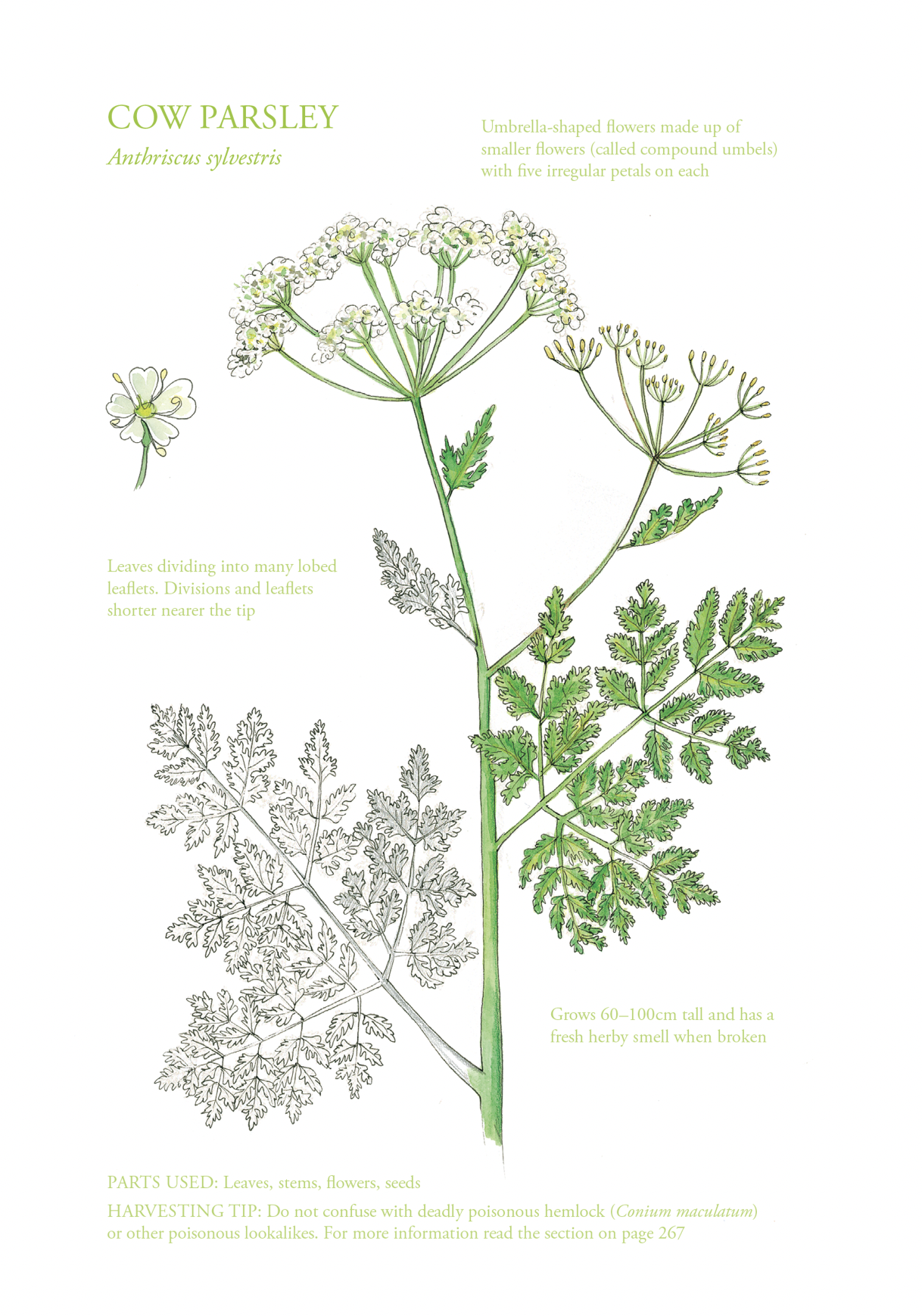 Botanical Print - Cow Parsley