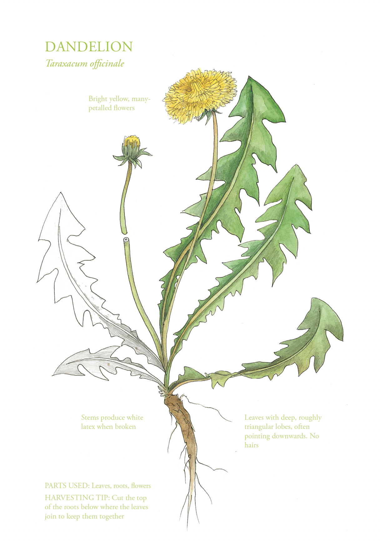 Botanical Print - Dandelion