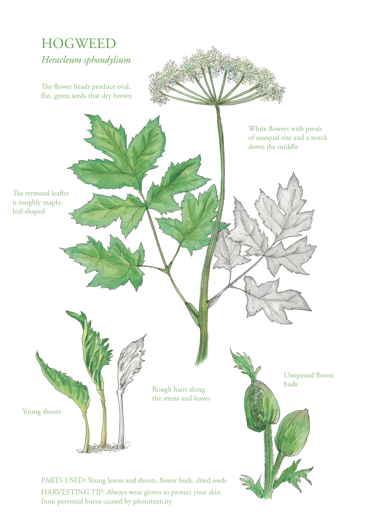 Botanical Print - Hogweed