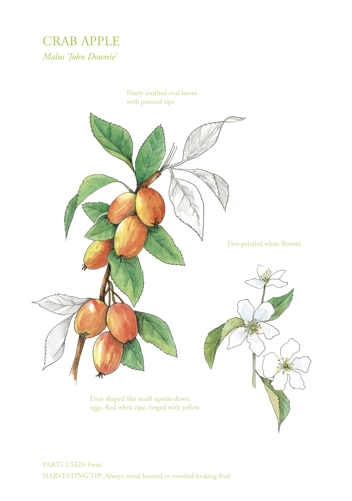 Botanical Print - Crab Apple