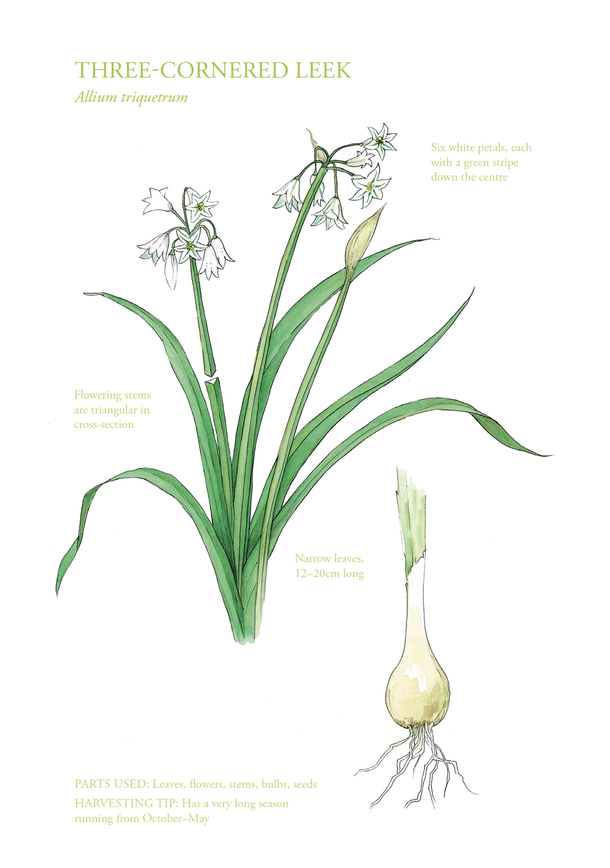 Botanical Print - Three-Cornered Leek