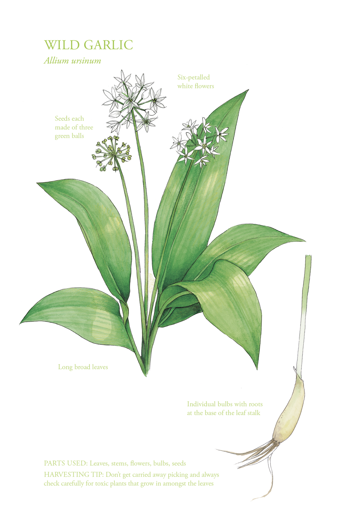 Botanical Print - Wild Garlic