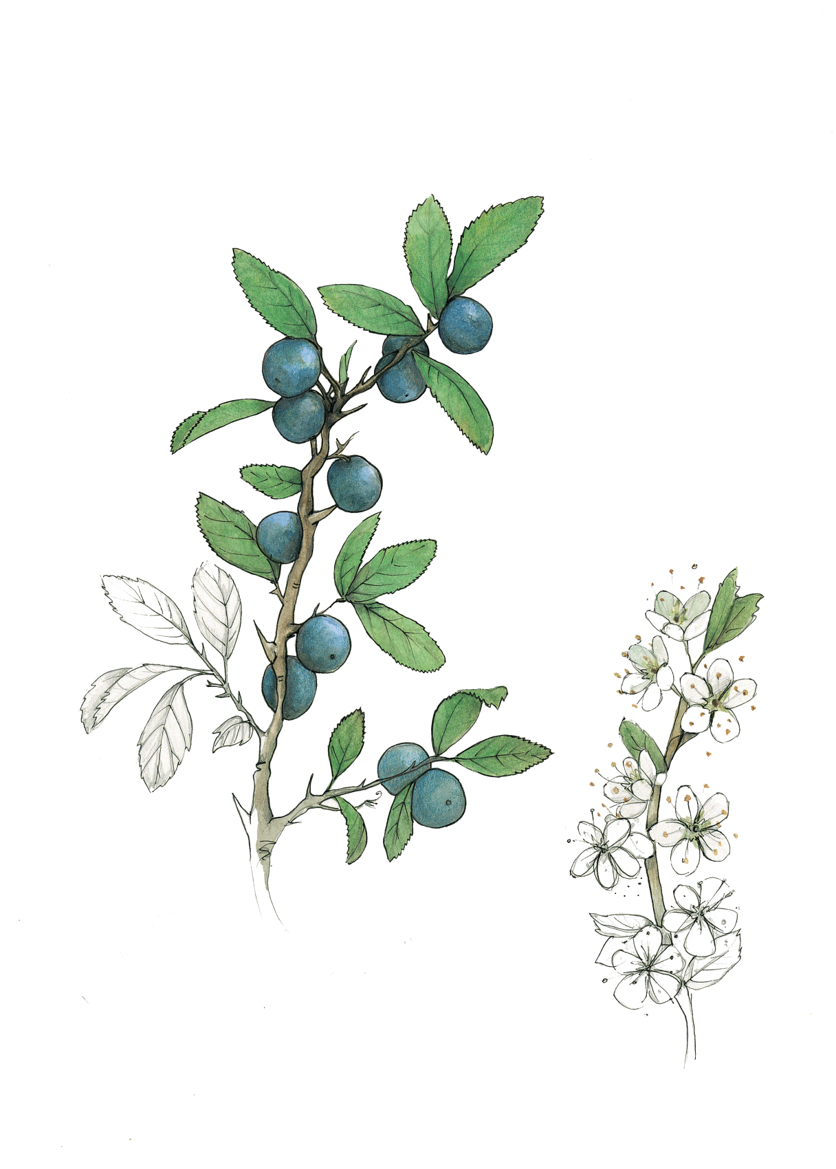 Art Print - blackthorn november