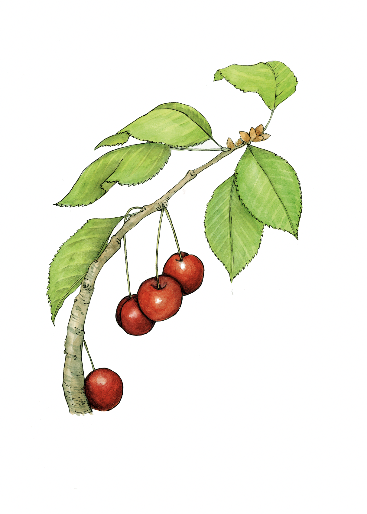 Art Print - cherry June