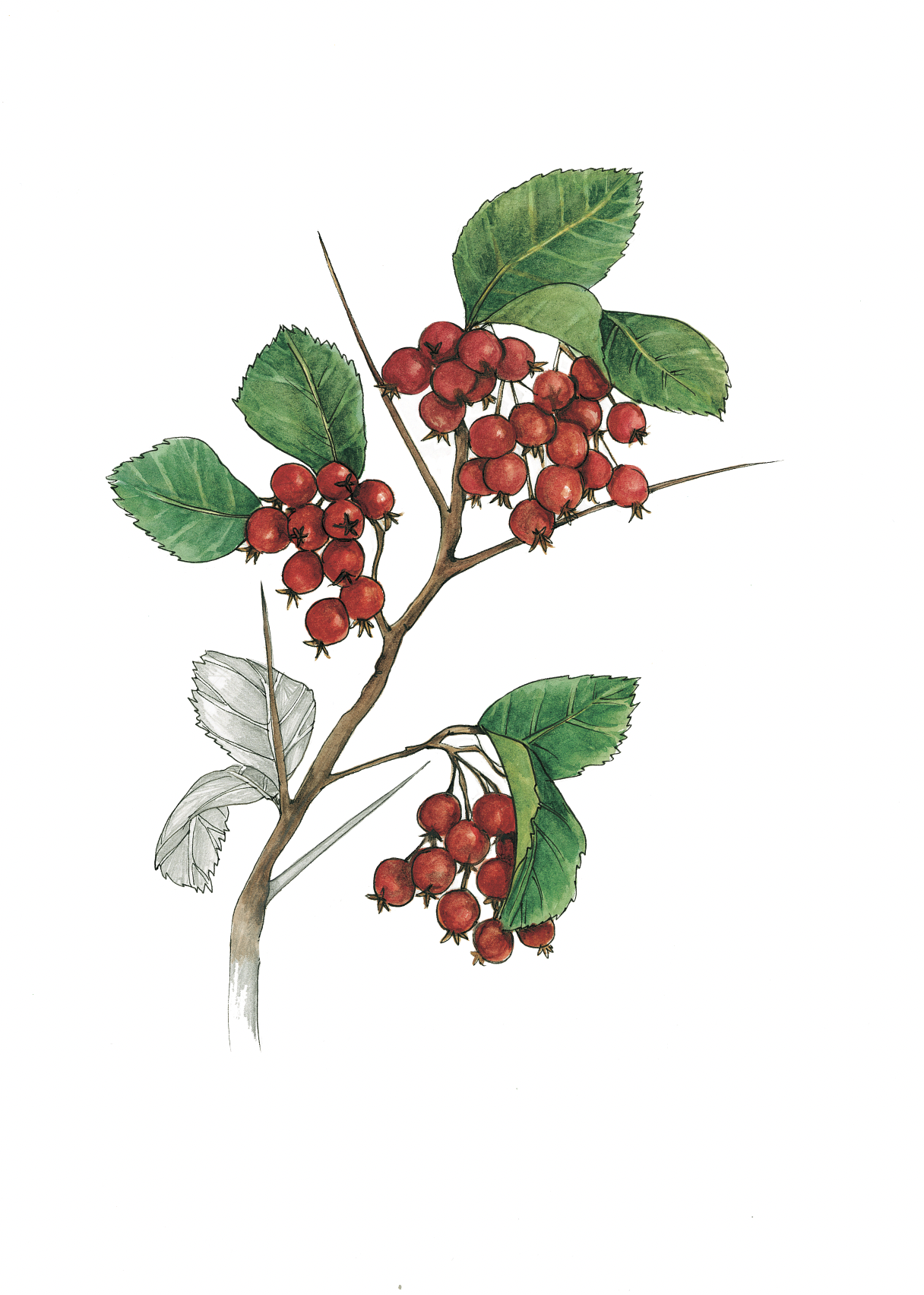 Art Print - cockspur thorn december