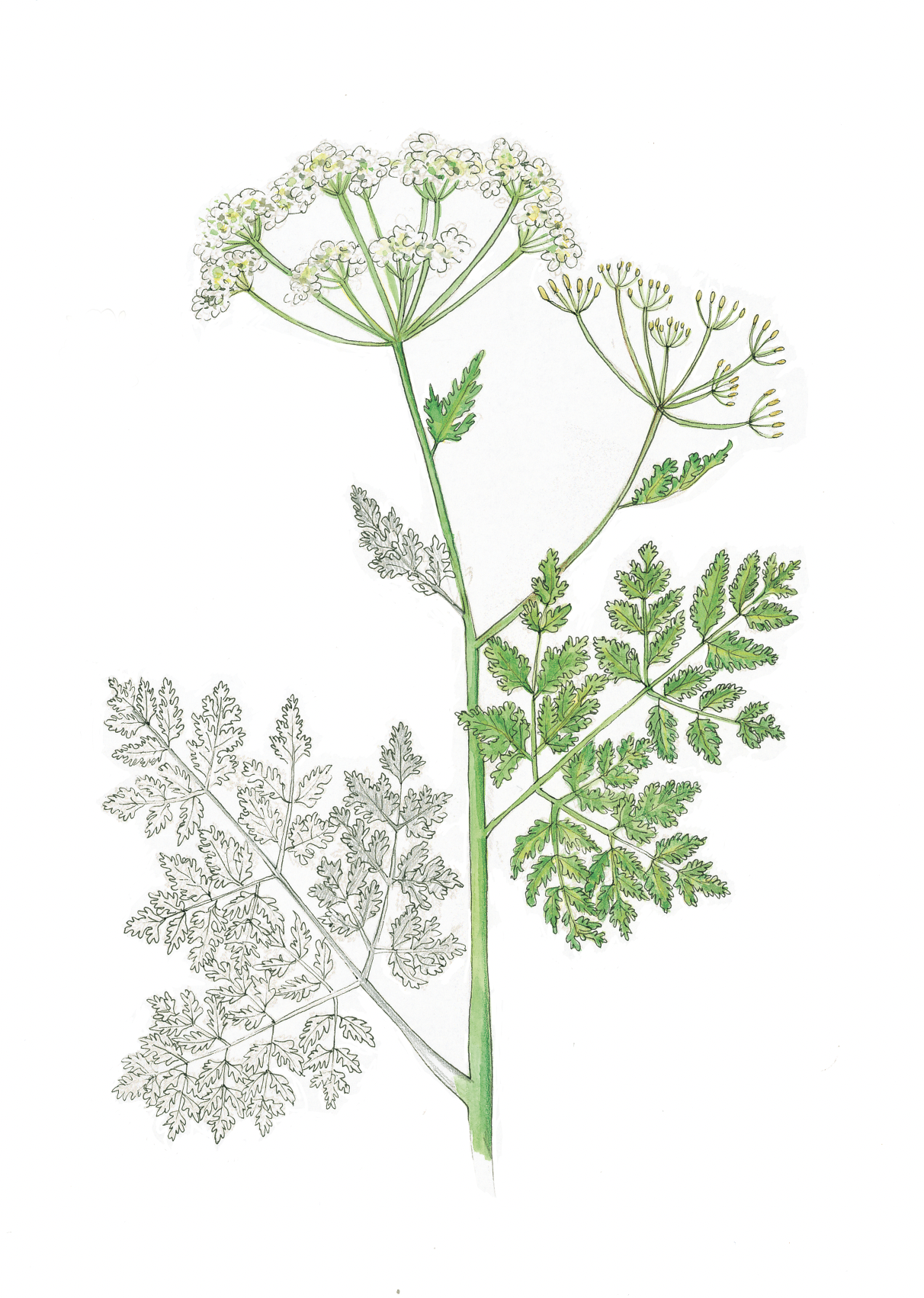 Art Print - cow parsley march