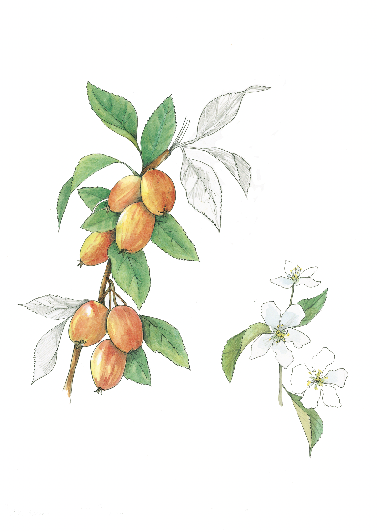 Art Print - crab apple september