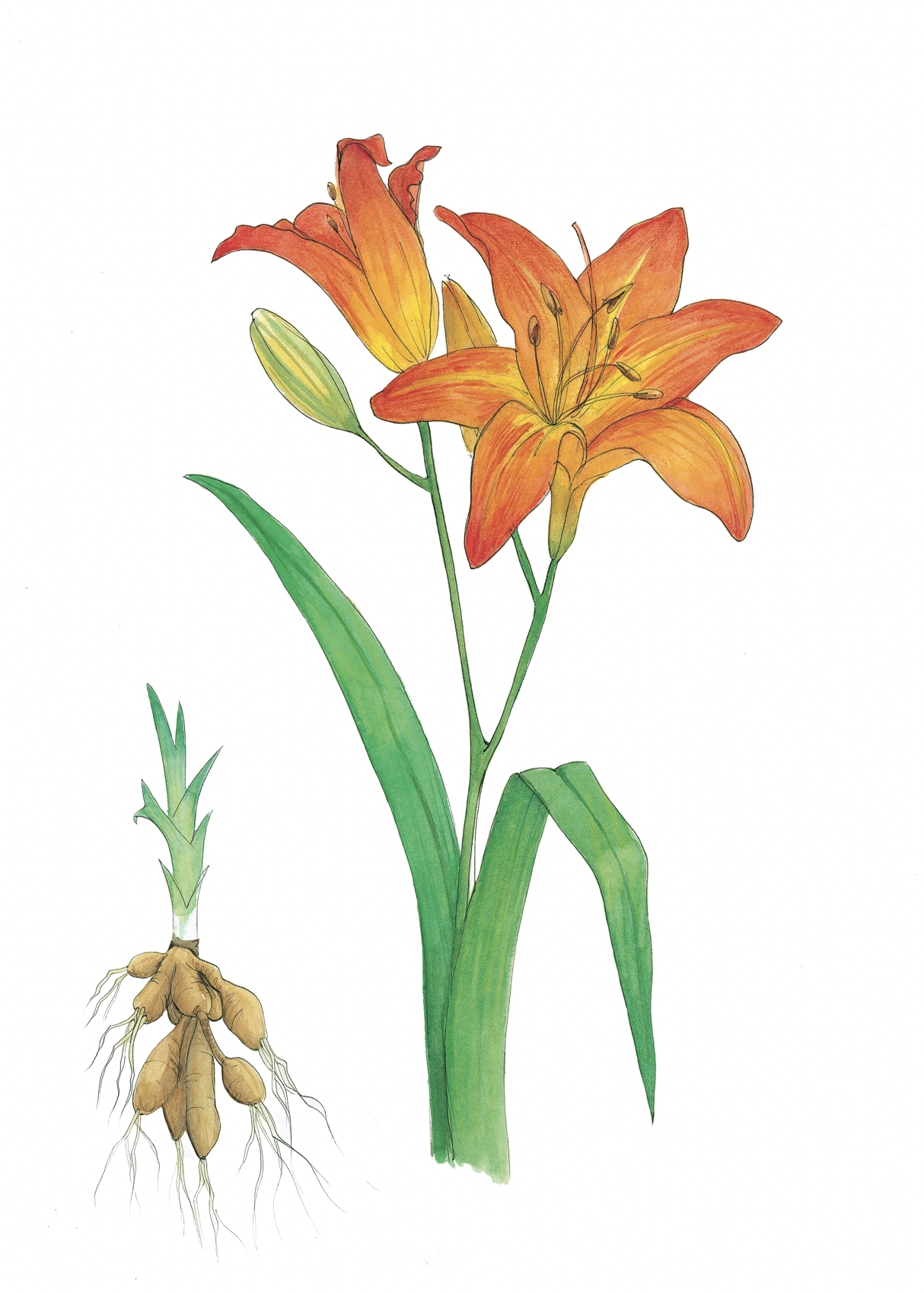 Art Print - daylily june