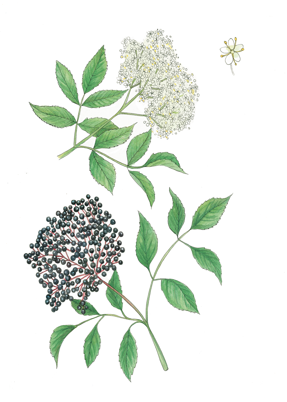 Art Print - elderberry september