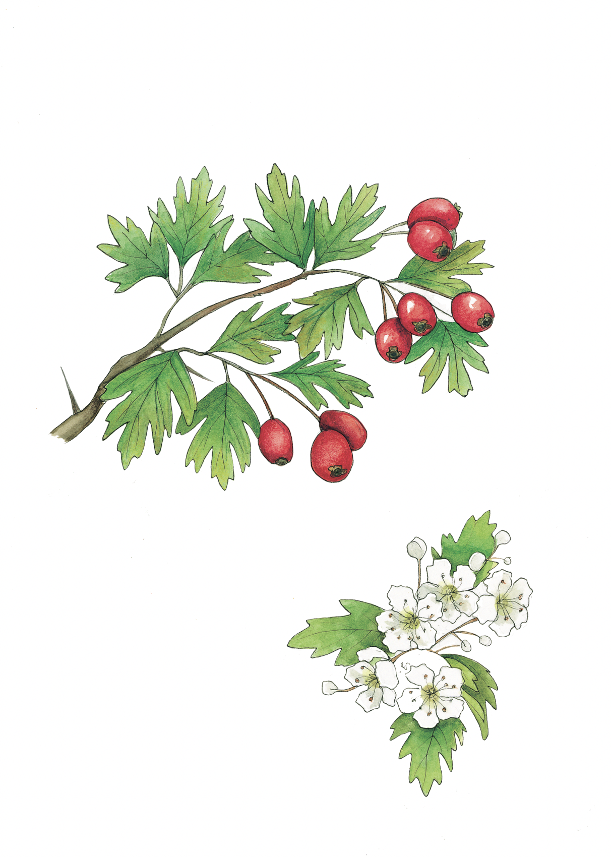 Art Print - hawthorn october
