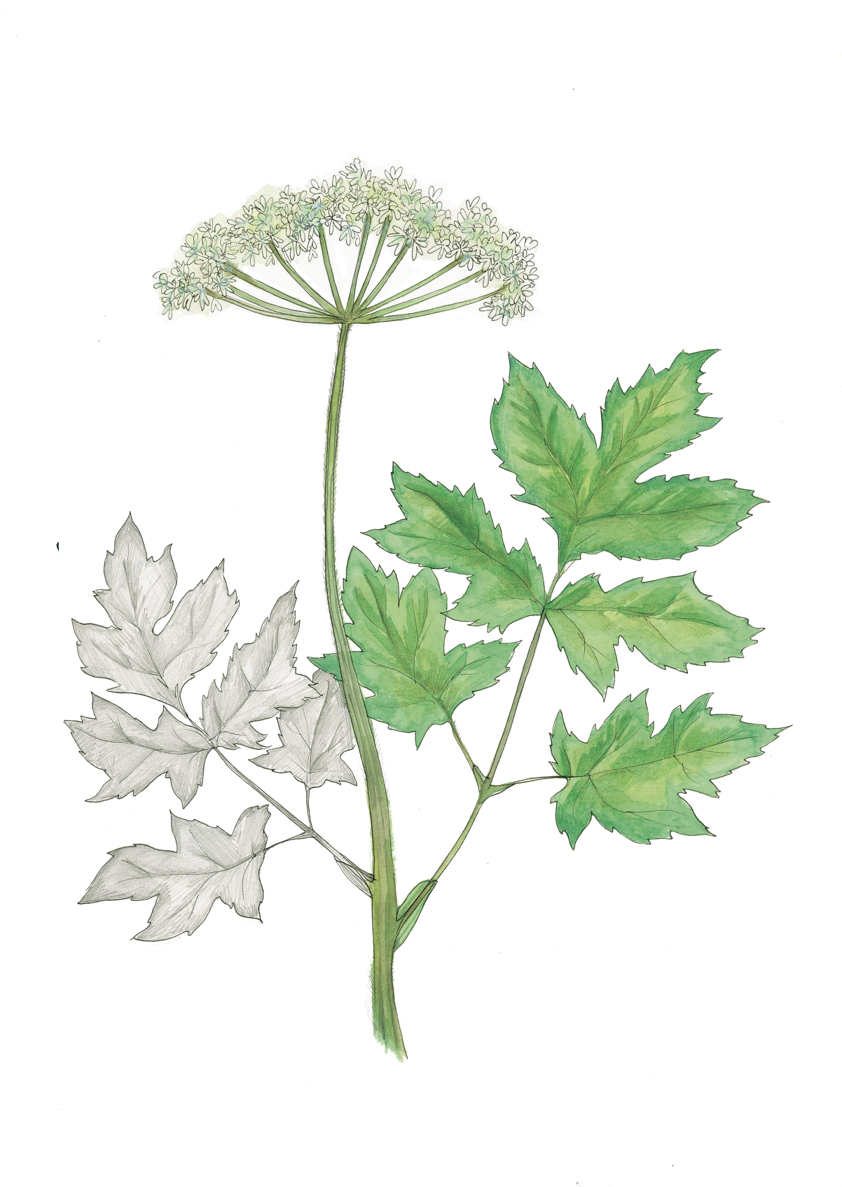 Art Print - hogweed april