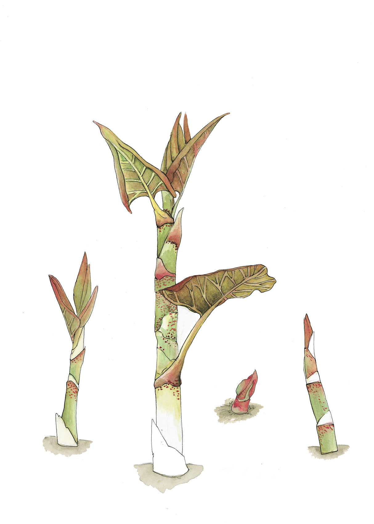 Art Print - japanese knotweed may