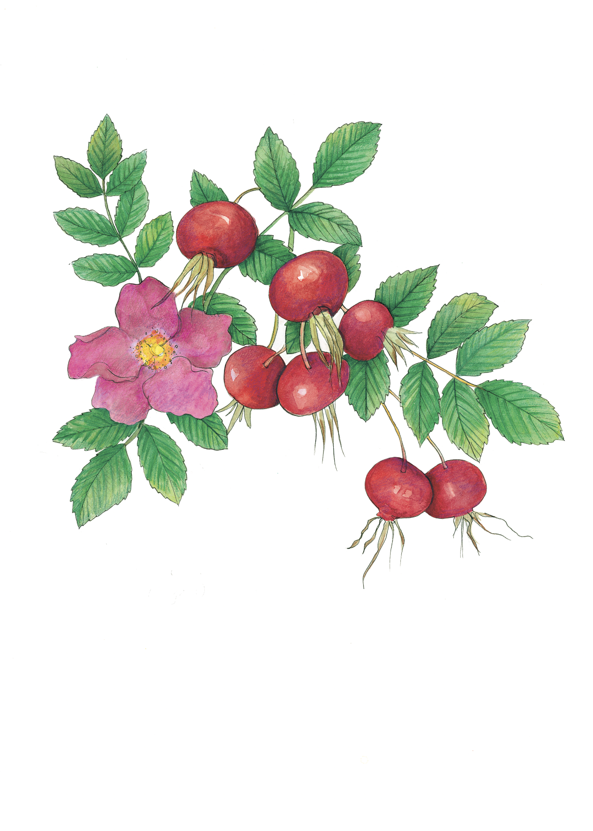 Art Print - japanese rose july