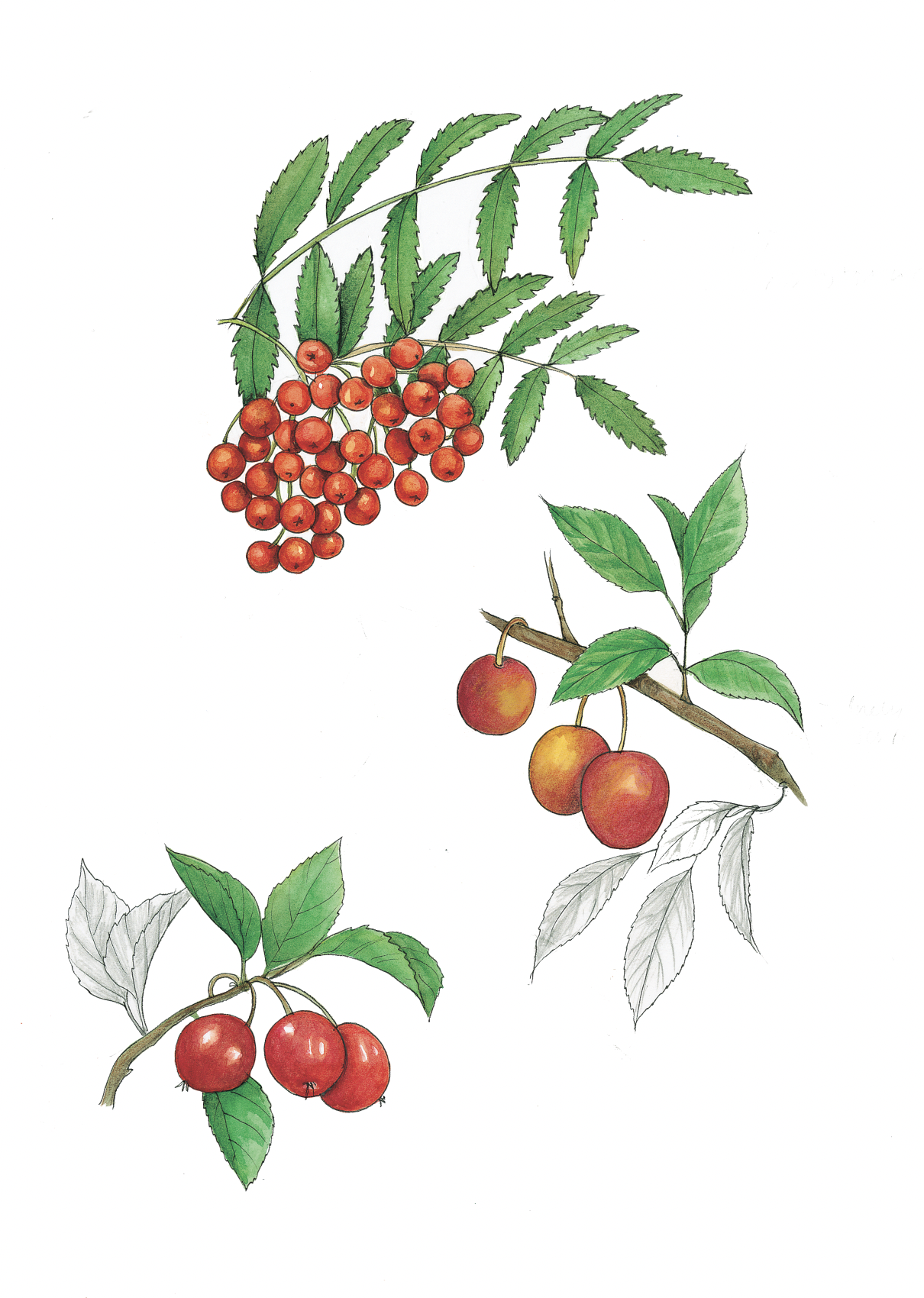 Art Print - late summer fruits september