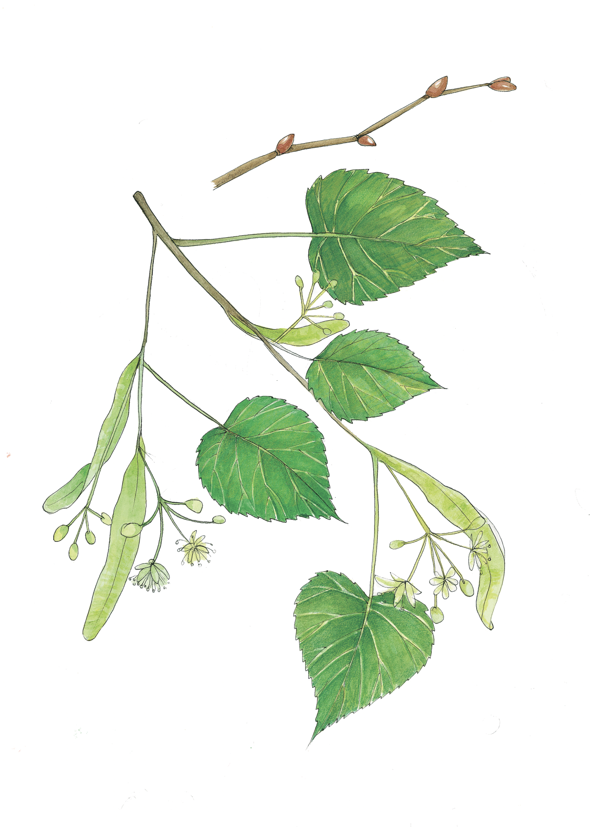 Art Print - linden may