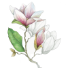 Art Print - Magnolia April