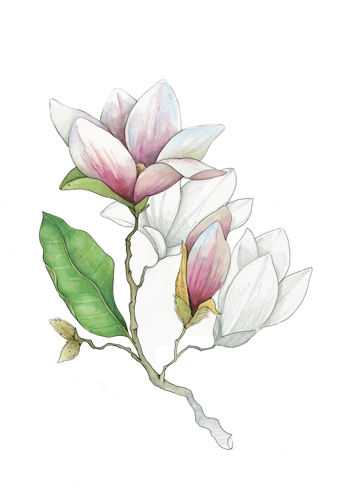 Art Print - Magnolia April
