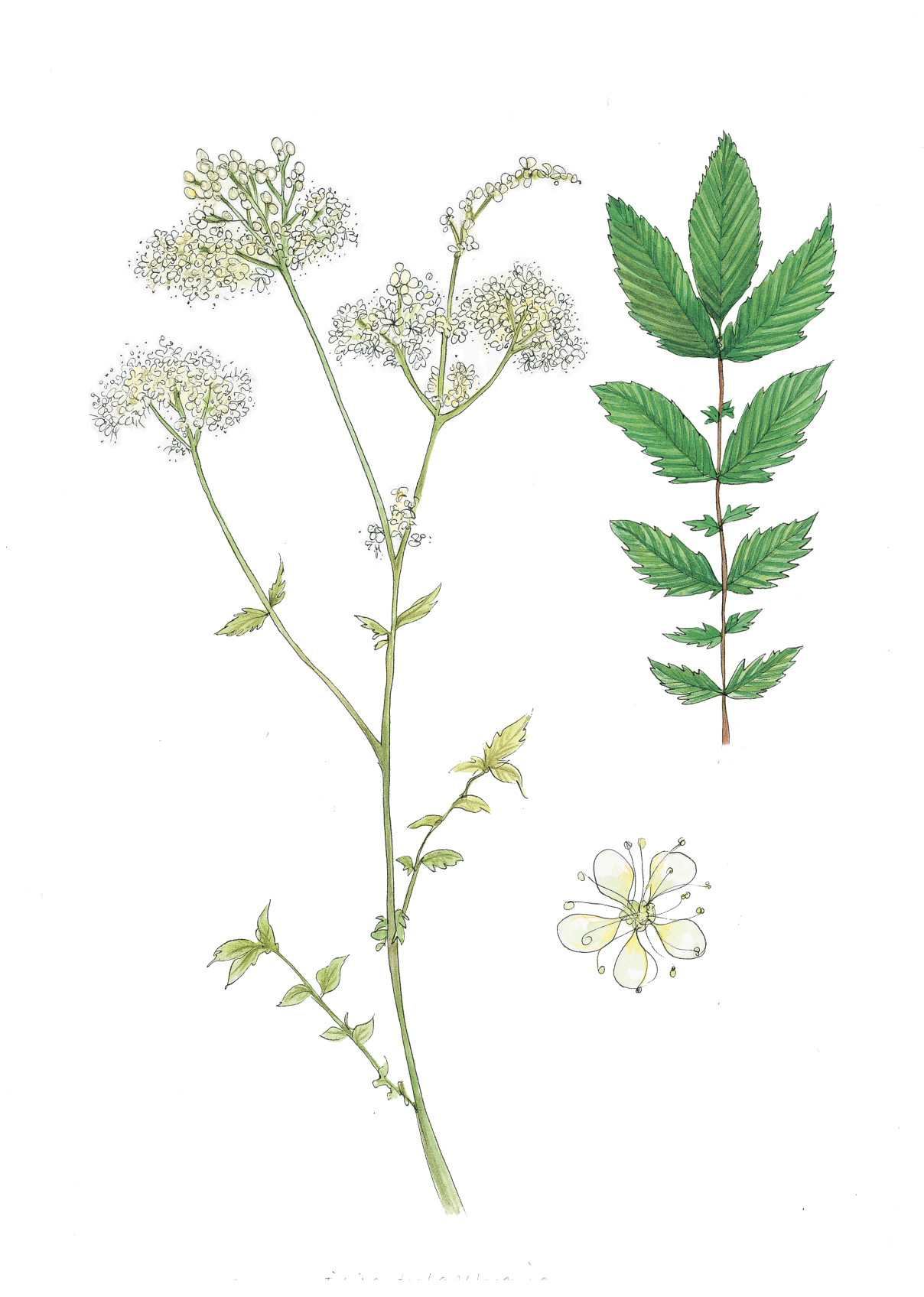 Art Print - meadowsweet july