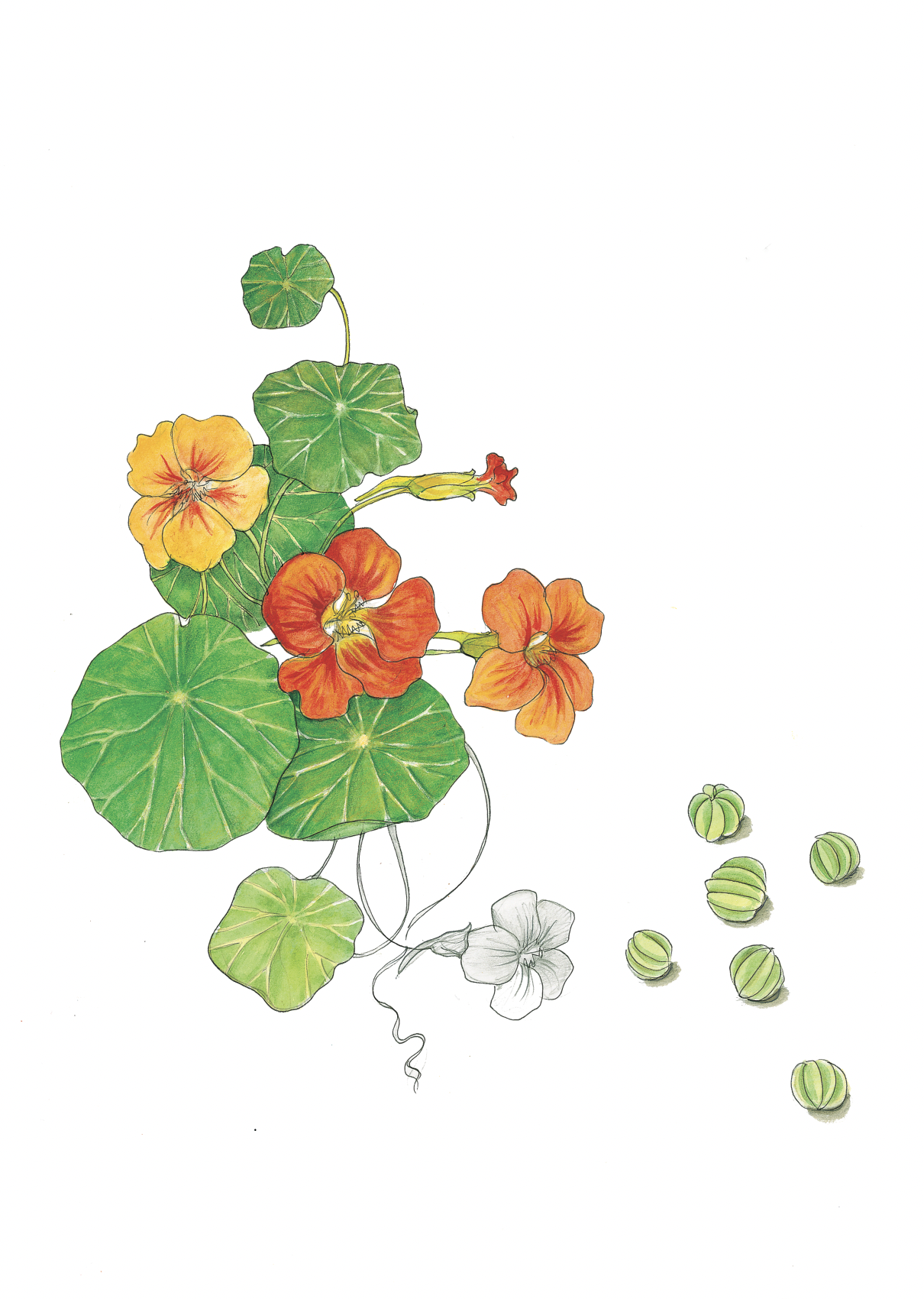 Art Print - nasturtium august
