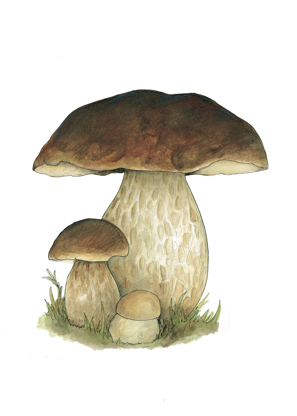 Art Print - porcini october