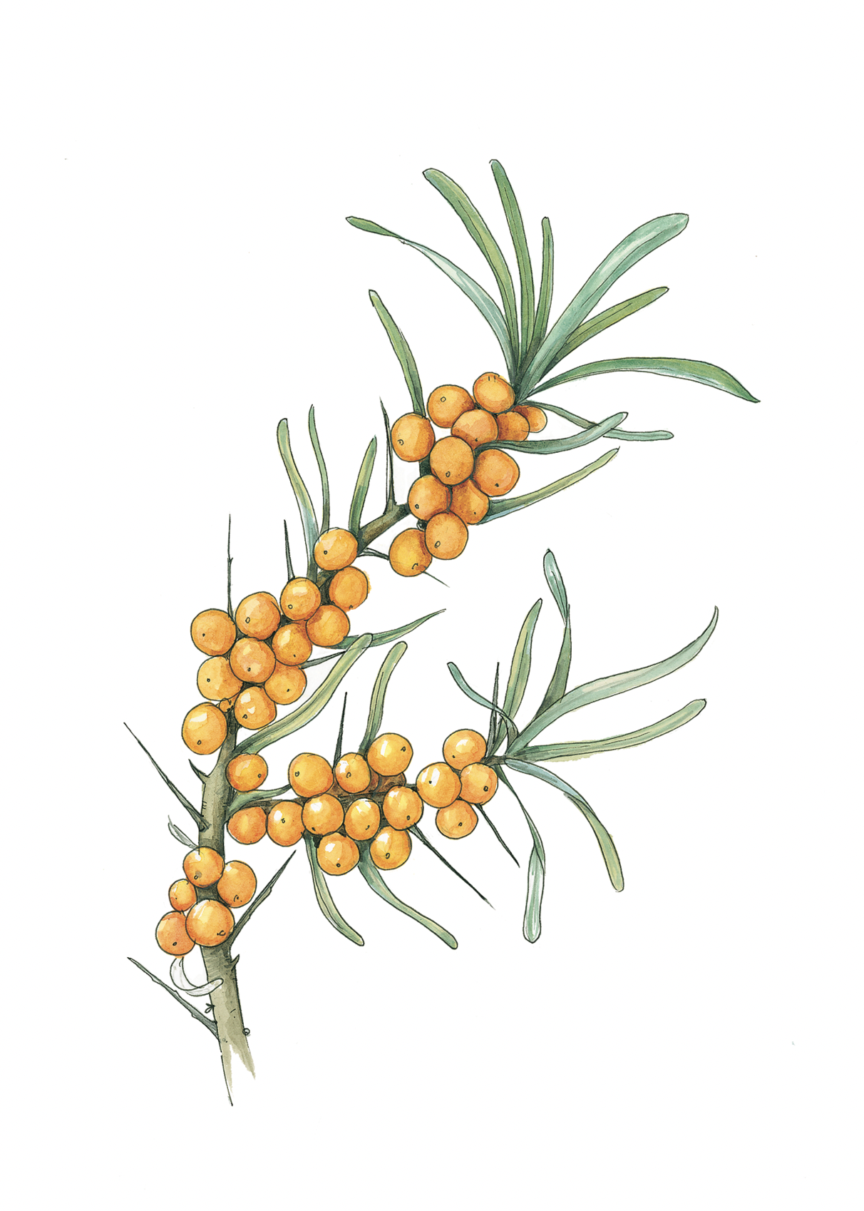 Art Print - seabuckthorn jan