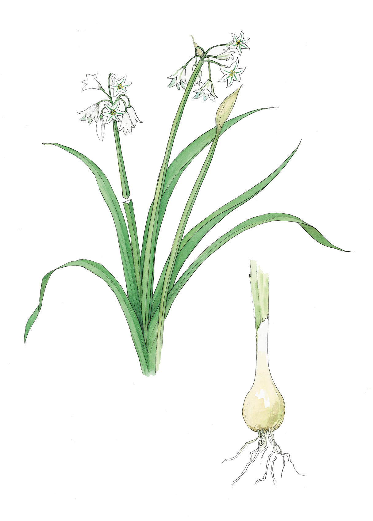 Art Print - three cornered leek feb