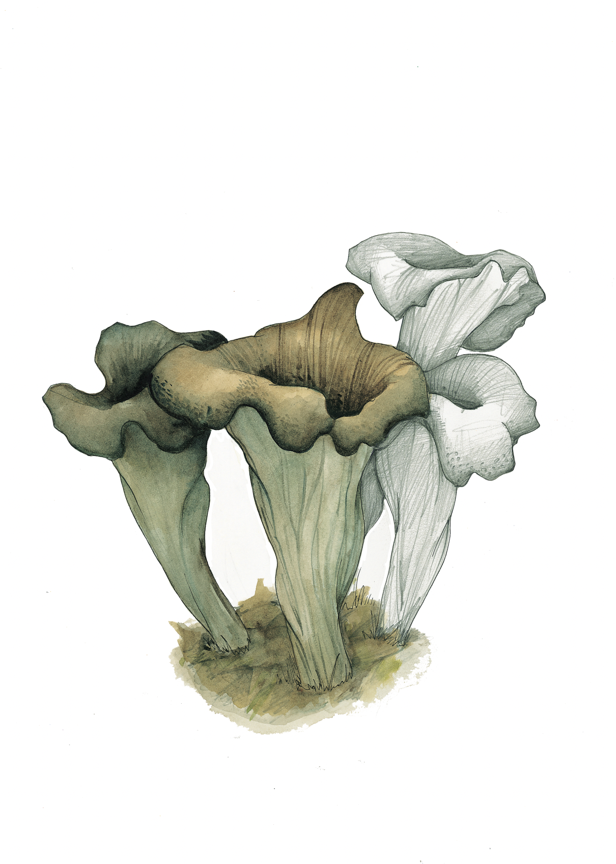 Art Print - Horn of Plenty