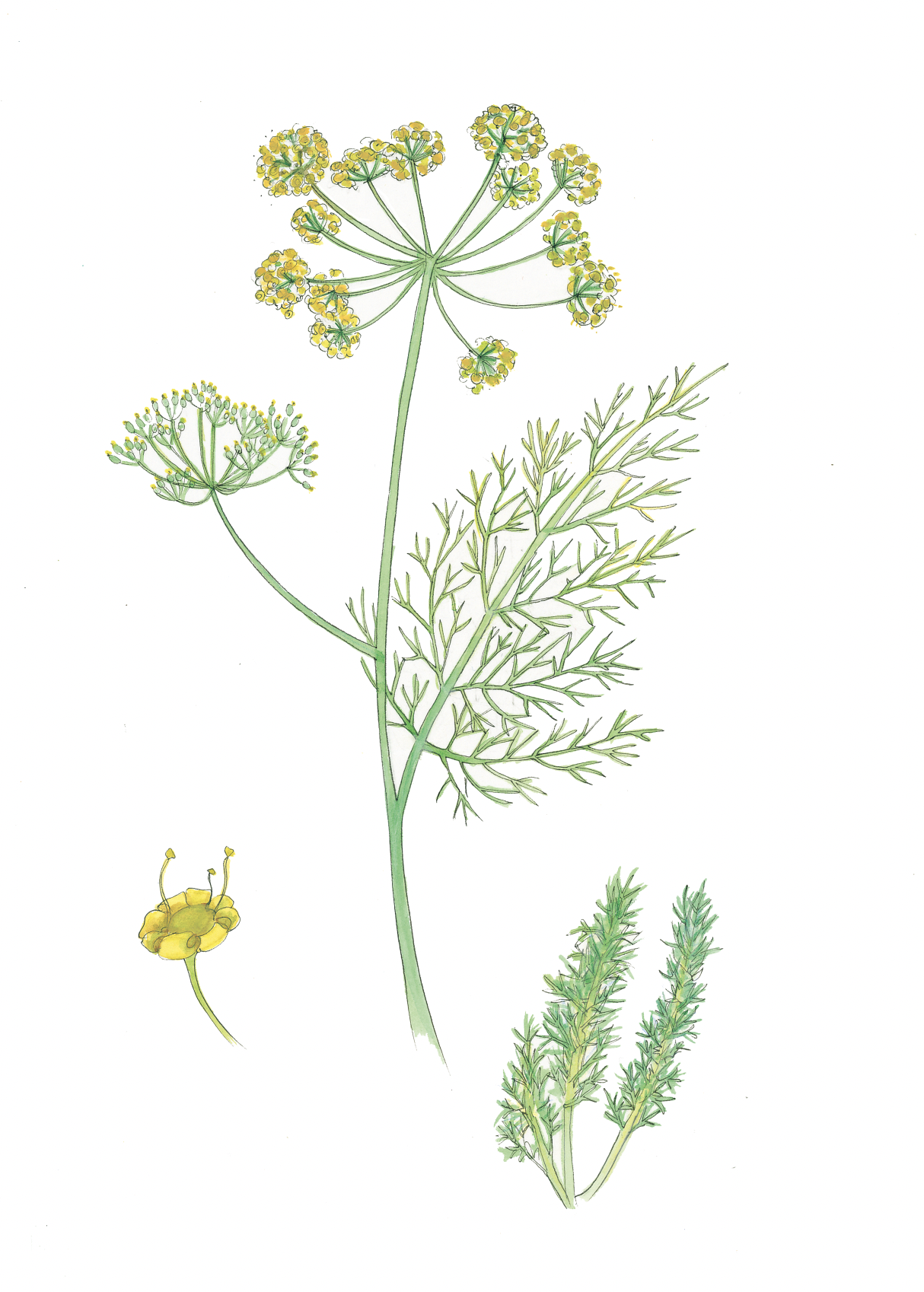 Art Print - wild fennel august