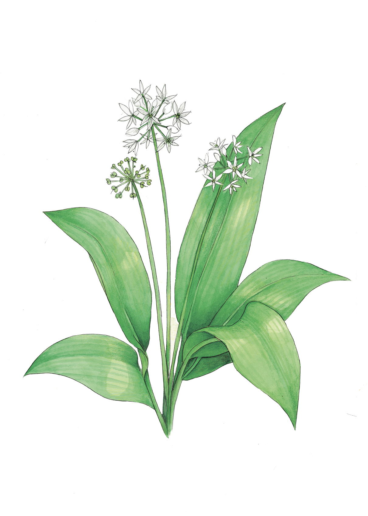 Art Print - Wild Garlic March