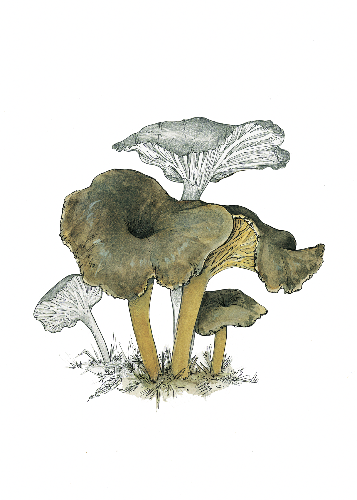 Art Print - winter chanterelle December