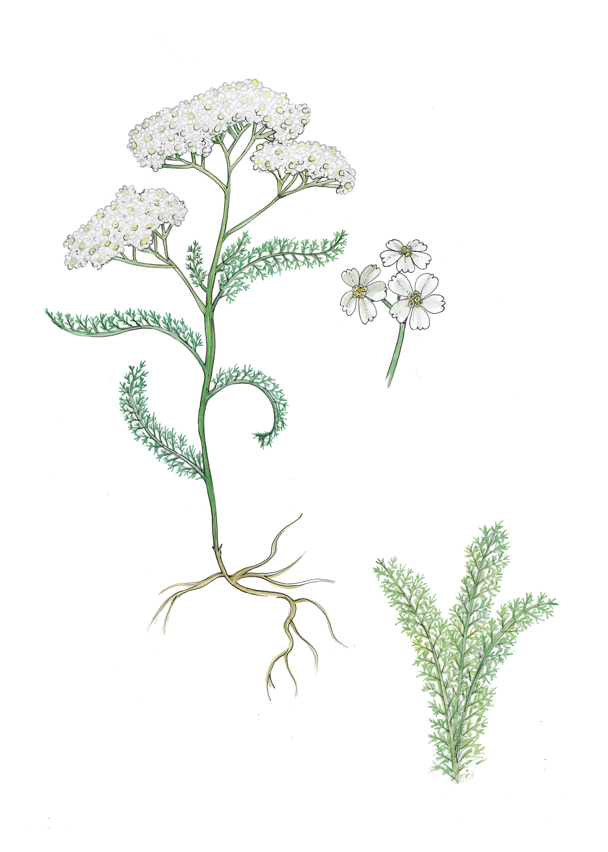 Art Print - Yarrow Feb