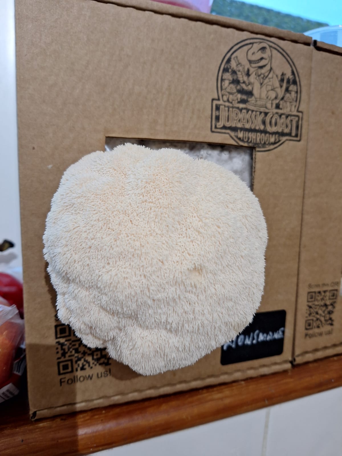 Lions mane growing in amushroom box