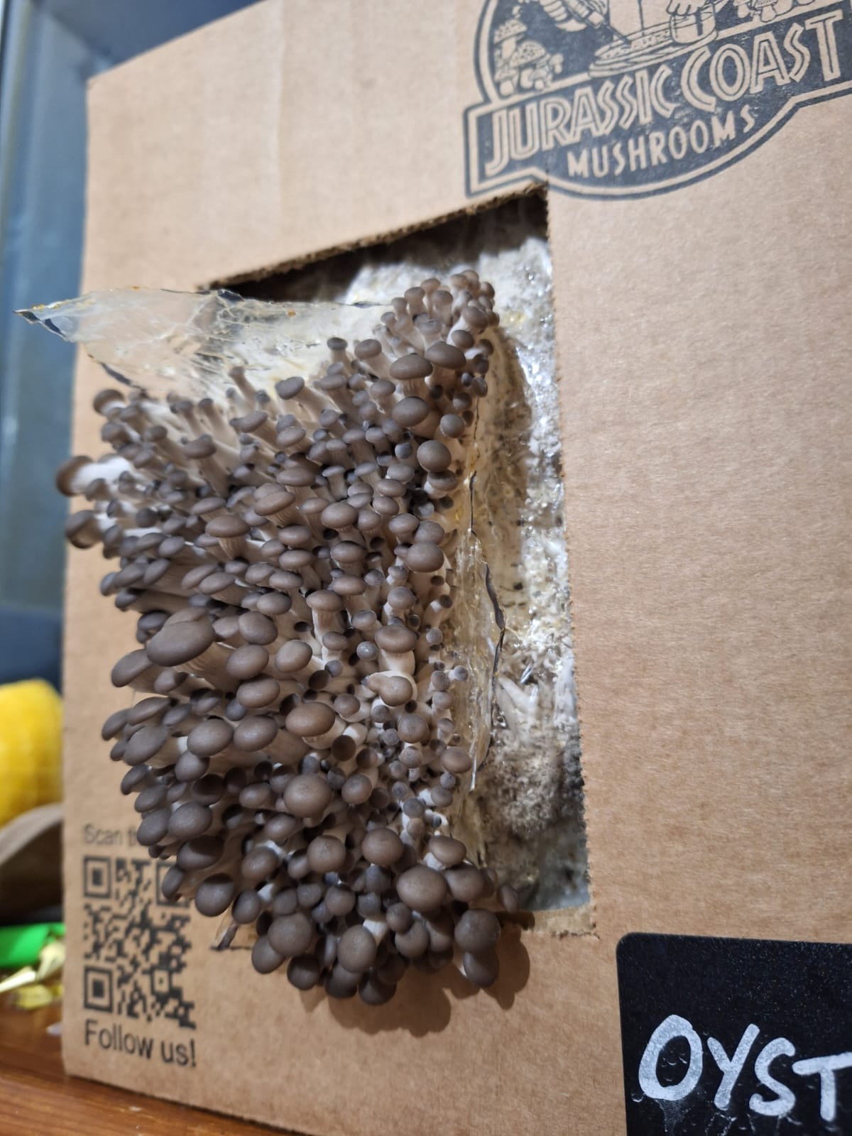 Homegrown oyster mushrooms beginning of fruit