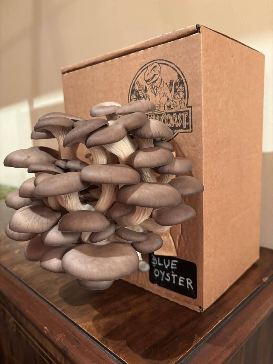 a box of mature homegrown oyster mushrooms