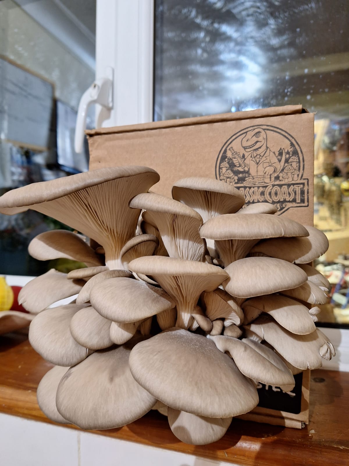 Large oyster mushroom growing kit