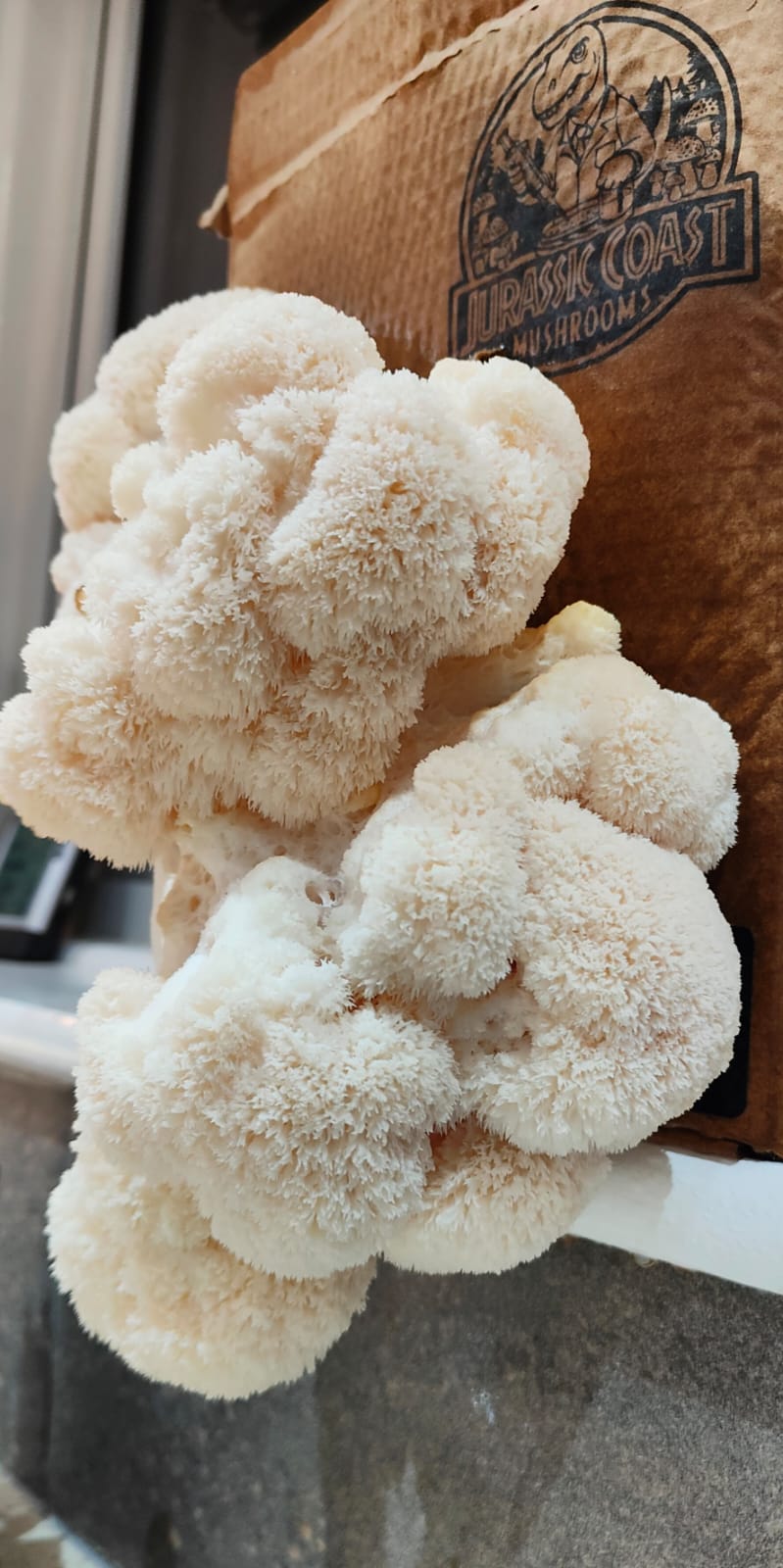 Two lions main mushrooms growing from the same box