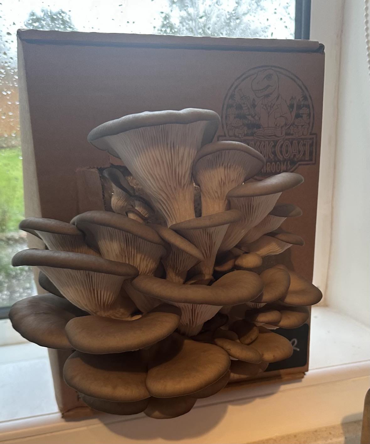 Oyster mushrooms in a box on the windowsill