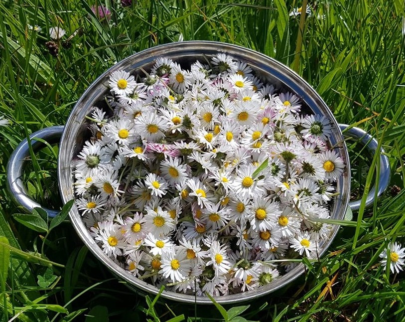 Collecting fresh daisies (daisy break)